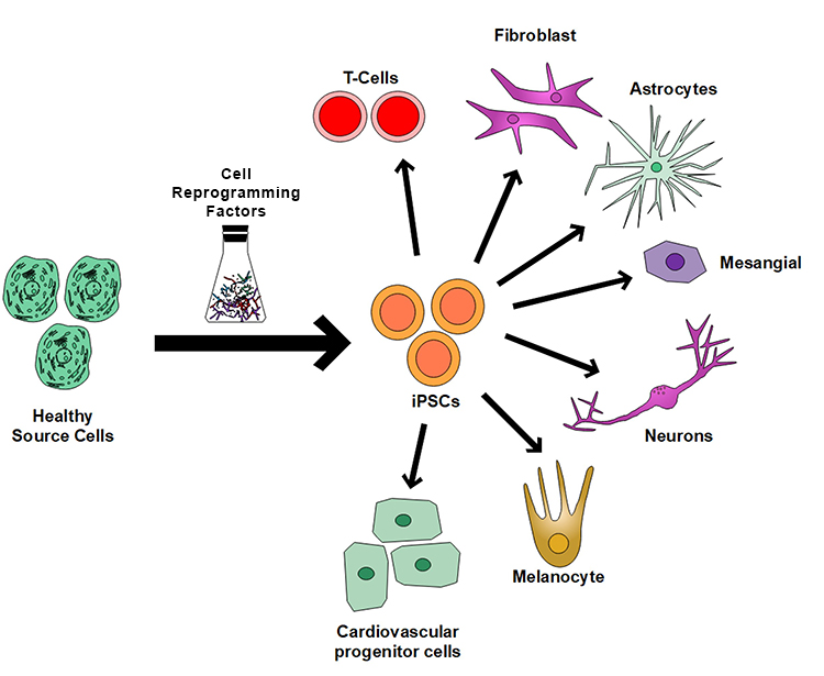 illustration of health source cells to iPSCs