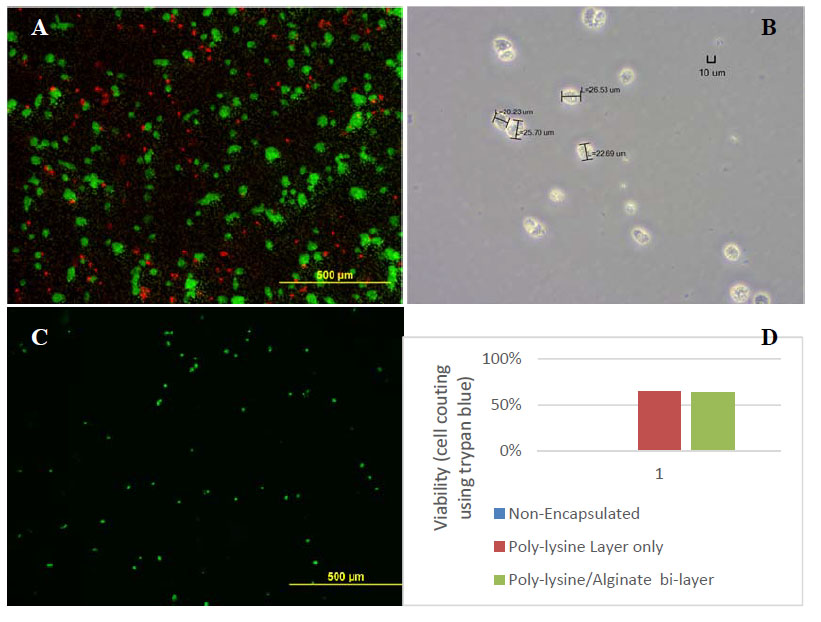 nanoencapsulated cells