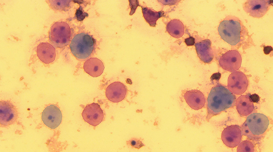 red labels are predicted non-polyploid cells and the blue labels are predicted polyploid cells