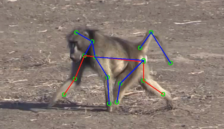baboon walking ith detected keypoints from SwRI markerless motion capture technology overlayed
