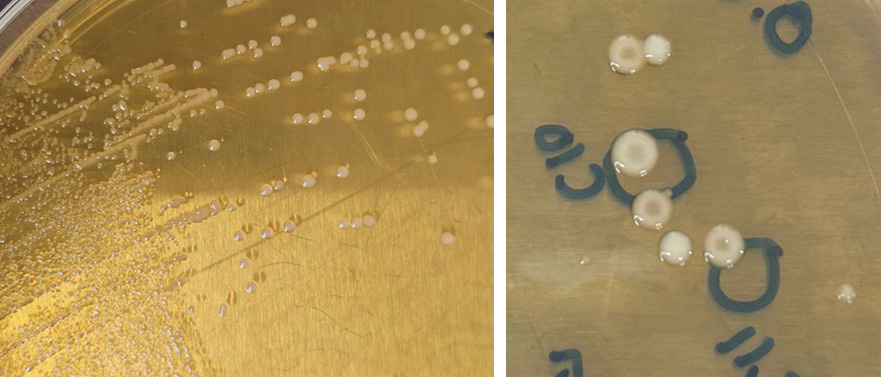 . Left- Healthy wild type L. mesenteroides. Right- After exposure, recovered mutants expressing center indention