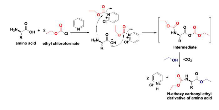 Mechanism for the derivatization of amino acids with ethyl chloroformate