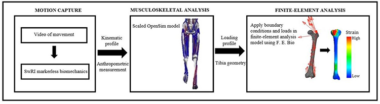 illustration showing video to strain in three steps - motion capture, musculoskeletal analysis, finite element analysis.