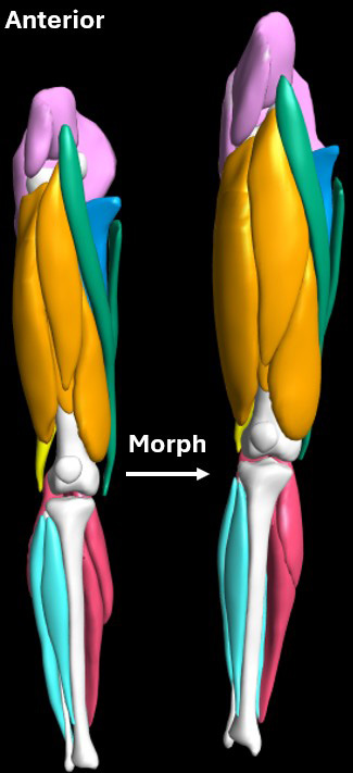 Image of legs with muscles color coded to mode automated morph