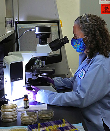 A microbiologist using a microscope to capture images