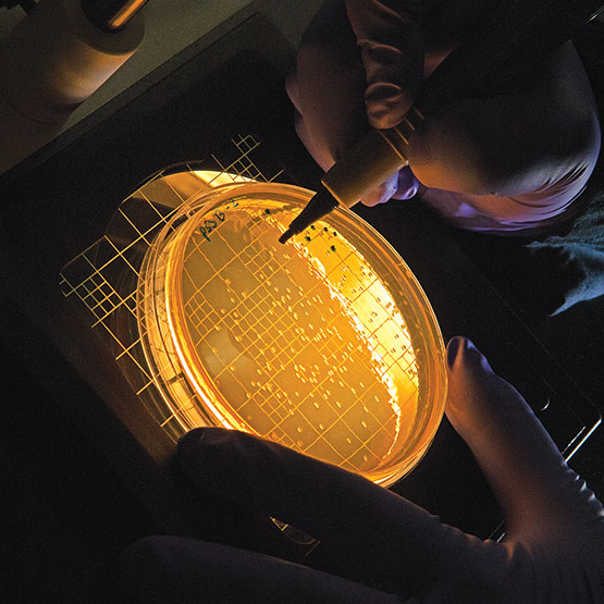 a laboratory dish glowing yellow with a gloved hand using a stylus to touch it. 