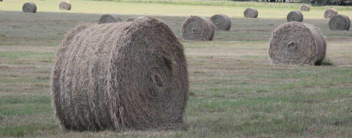 hay bales scattered across a hay field