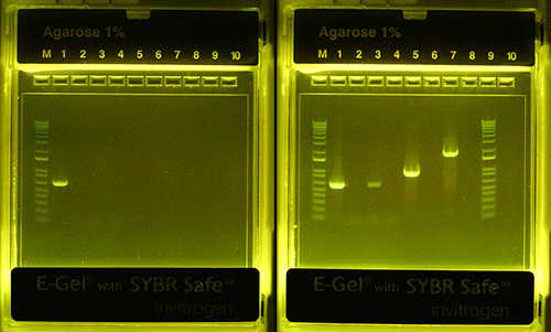 Polymerase chain reaction (PCR) assay to detect a Francisella novicida strain developed as a Tularemia vaccine.