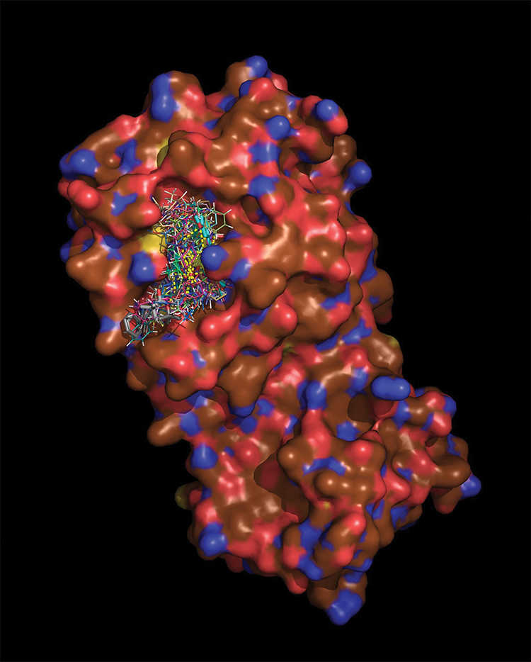3D model of a SARS-CoV-2 protease