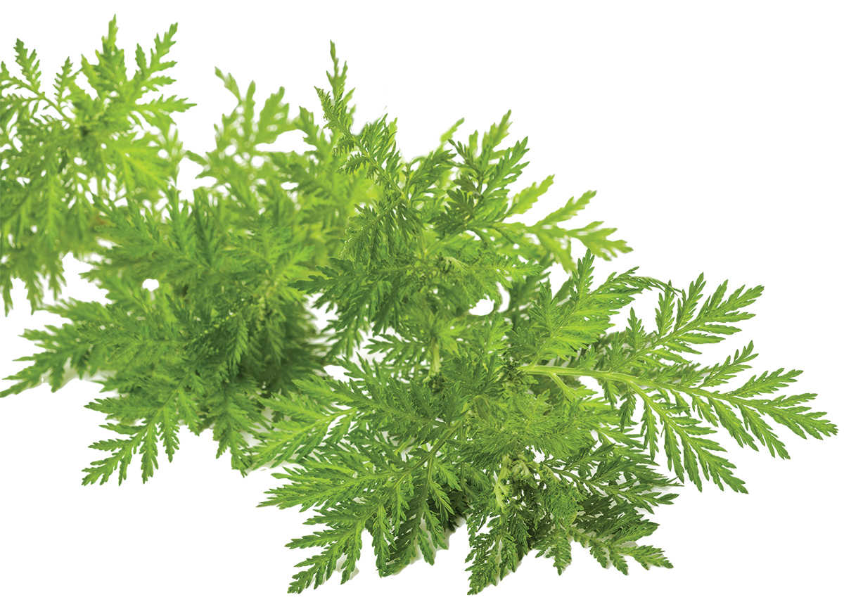 sweet wormwood plant, Artemisia annua