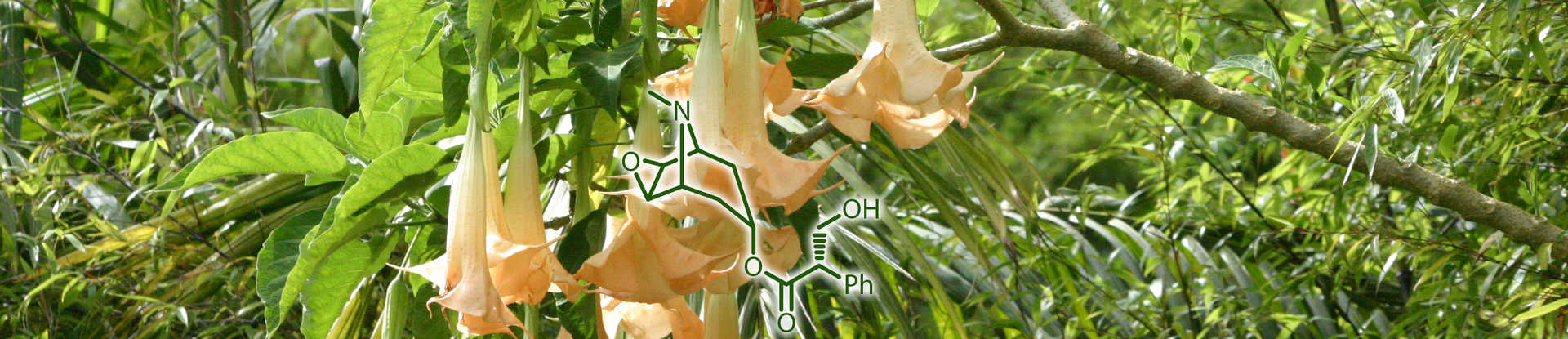 Press Release-SwRI develops fully synthetic route to scopolamine, anti-nausea drug