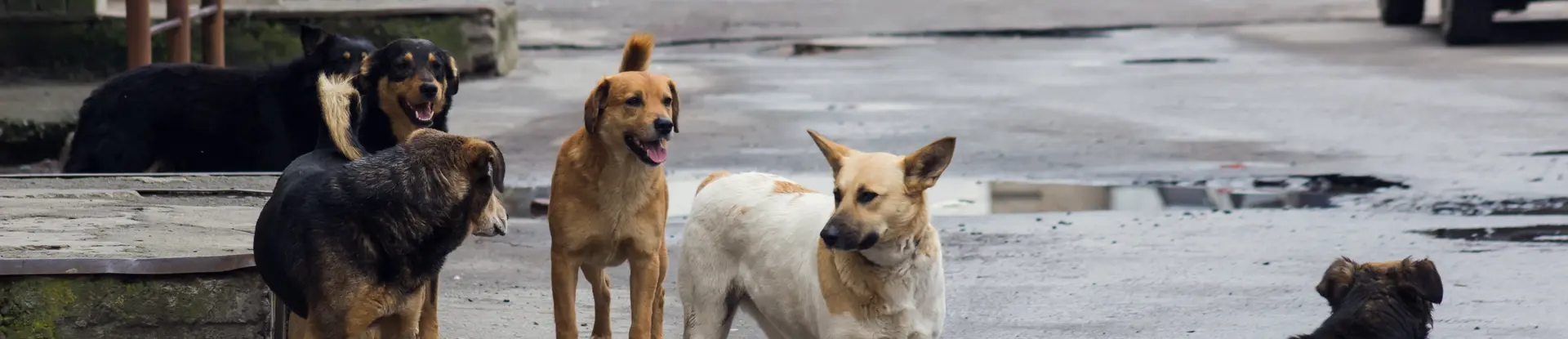 Go to SwRI press release: SwRI applies automation to count unrestrained dogs in San Antonio