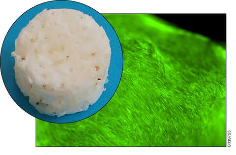 stem cells grown by SwRI scientists 