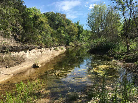 Creek bed with water and a high bank with trees surrounding