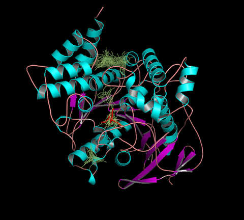 Image: three-dimensional structure of the actual X-ray crystal structure of a cholinesterase enzyme