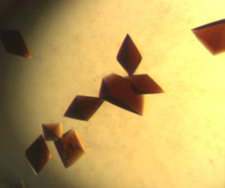 Photo of Rieske proteins in a crystalized form