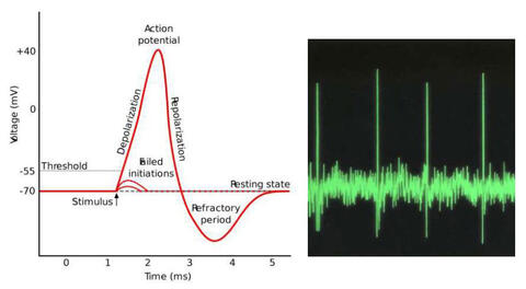 graph of spiking neural networks mimicking human memory
