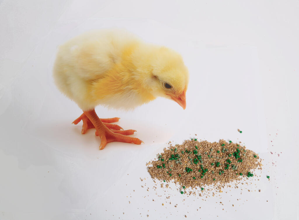 The Pharmaceutical and Bioengineering Department of the Chemistry and Chemical Engineering Division has developed an encapsulted vaccine that can be added to chicken feed pellets to prevent parasites in chicks. 