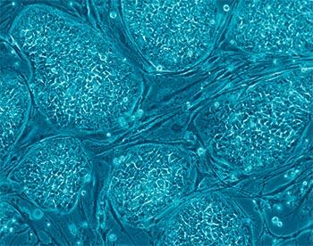 stem cell image