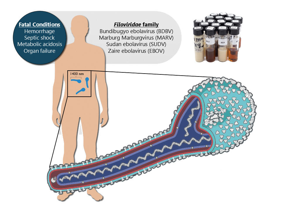 Diagram of silhouette of human body with a cross-section of Ebola molecule