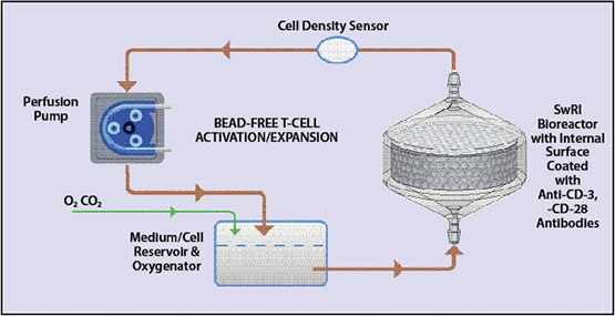 T-cell production process diagram