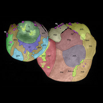 Ultima Thule, color-coded 