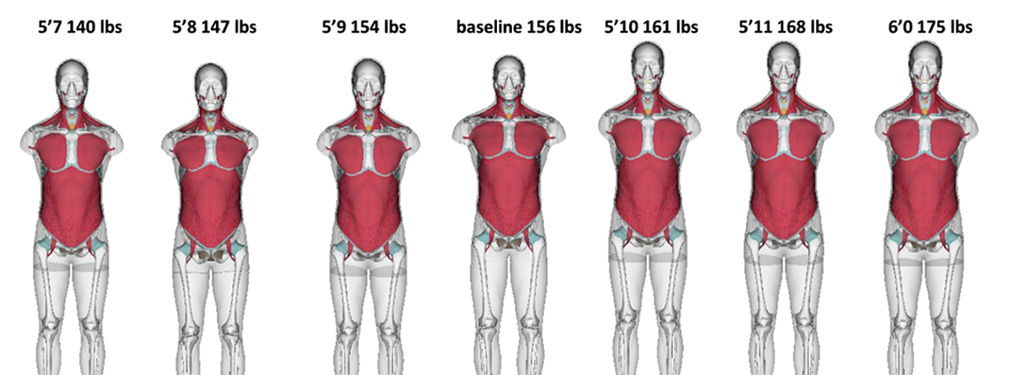 Various body shapes and sizes